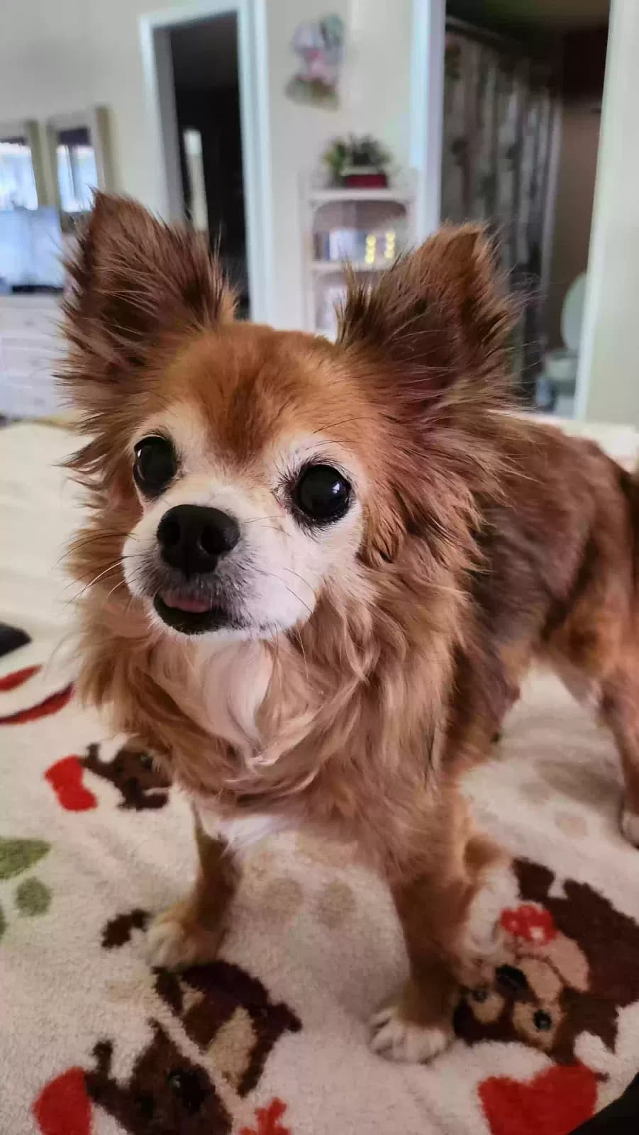 Angel, back home in Florida