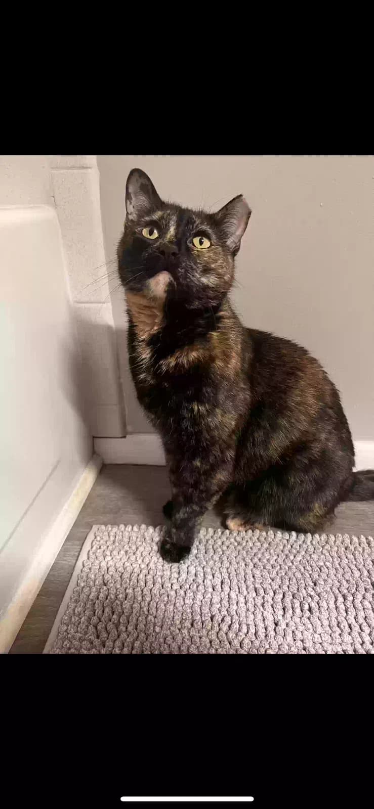 Kitty, back home in Indiana