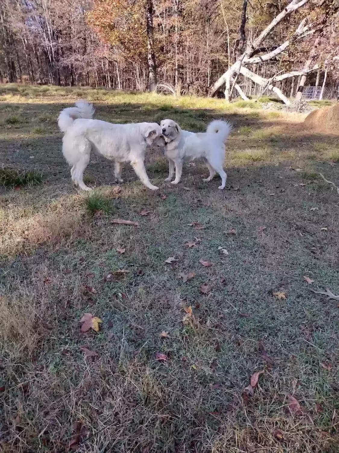 Betsy and Brodie, back home in Mississippi