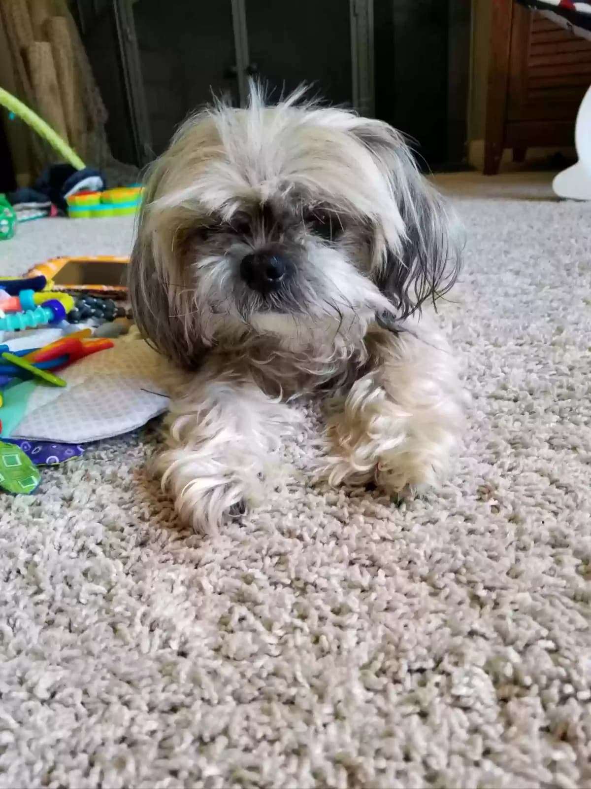 Abigail, back home in South Carolina