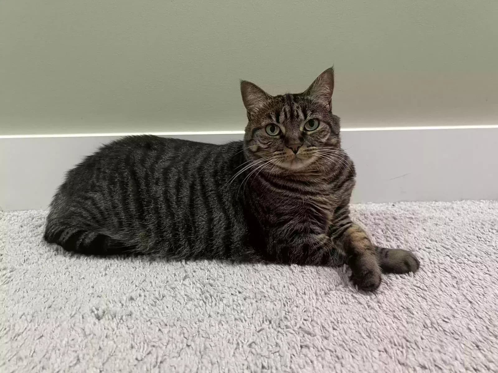 Rosie, back home in North Carolina
