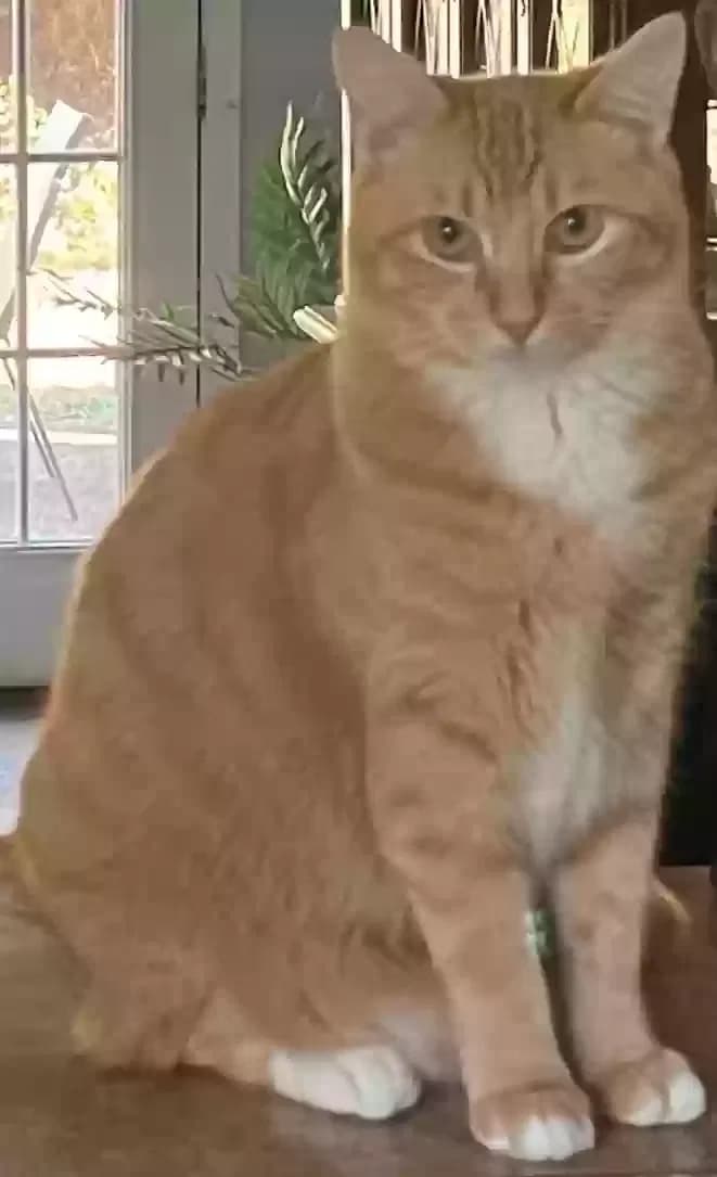 Simon, back home in Georgia
