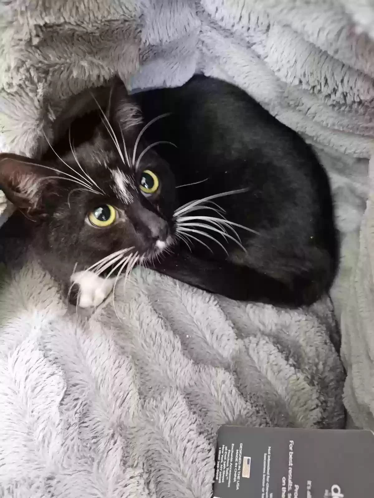 Tux, back home in New Jersey