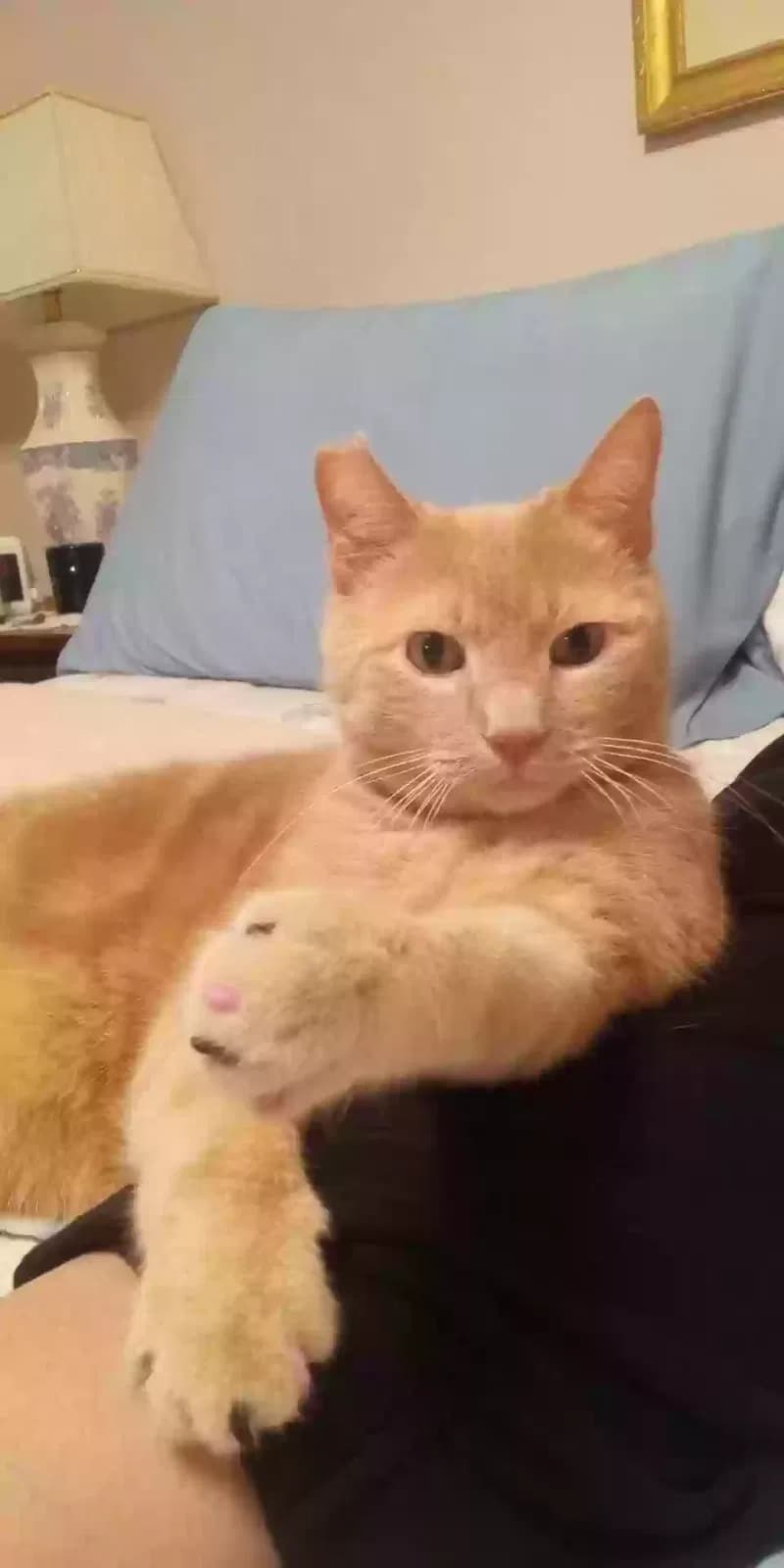 Chester Softpaws, back home in Idaho