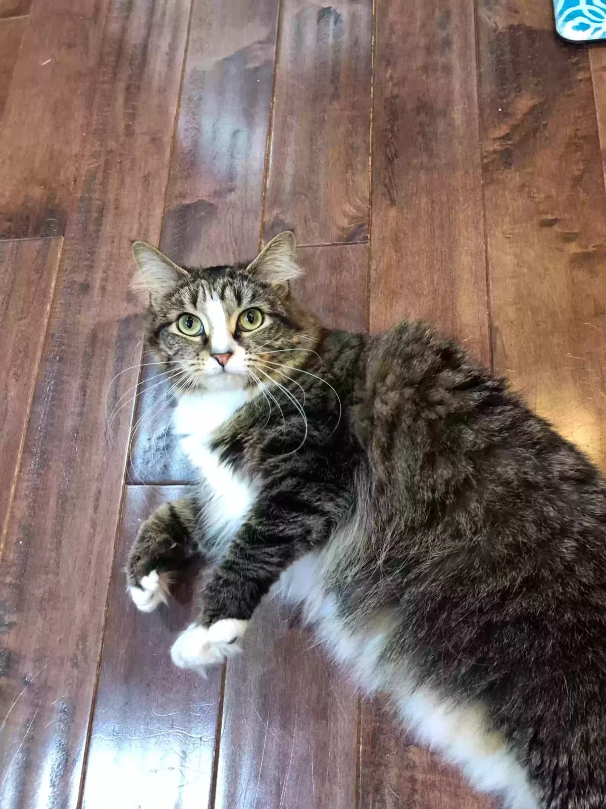 Momo, back home in North Carolina