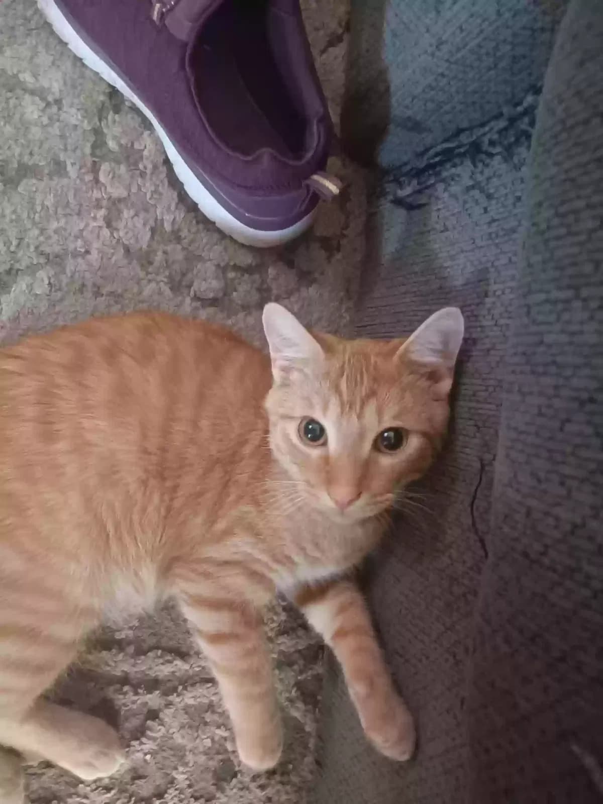 Pumpkin, back home in Texas