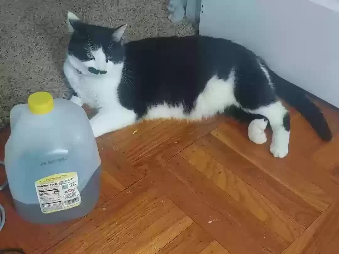 Luna, back home in Pennsylvania