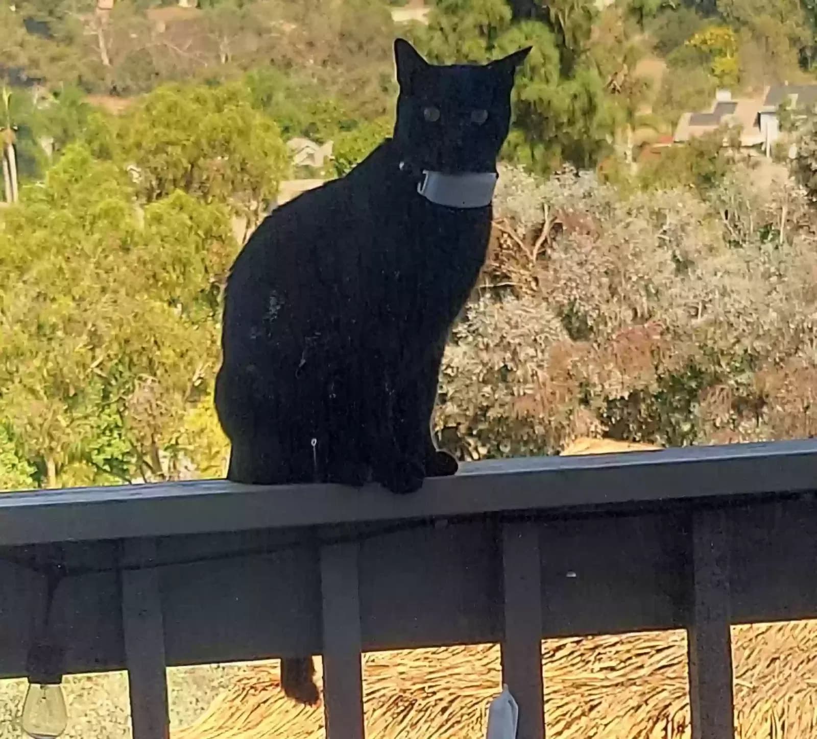 Firestorm, back home in California