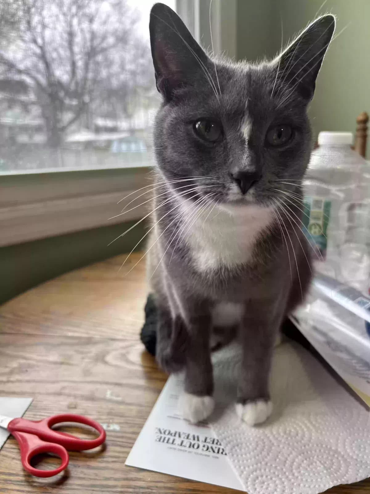 Gracie, back home in New Jersey