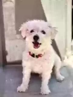 Shaggy, back home in Arizona