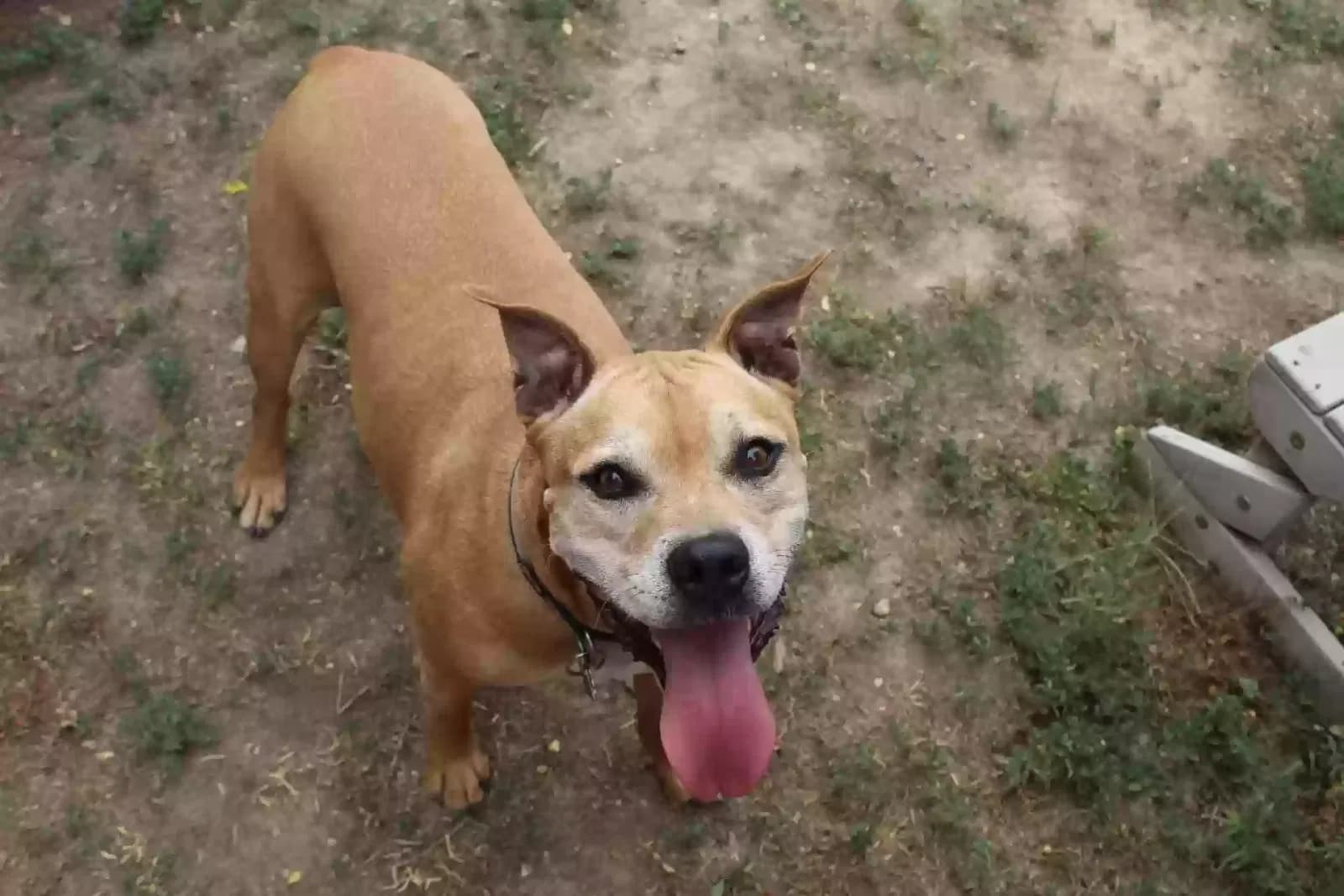Diesel, back home in Colorado