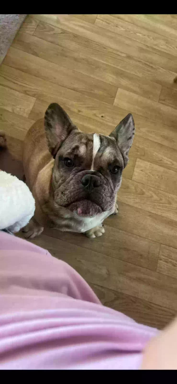 Gordo (Zues), back home in New Mexico