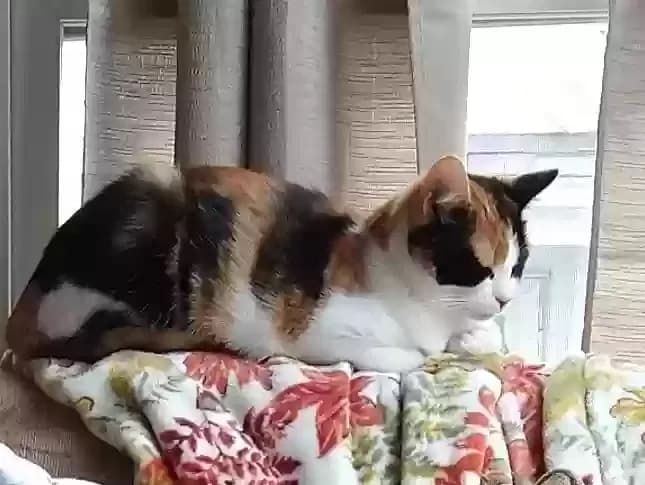 Maisie, back home in Massachusetts