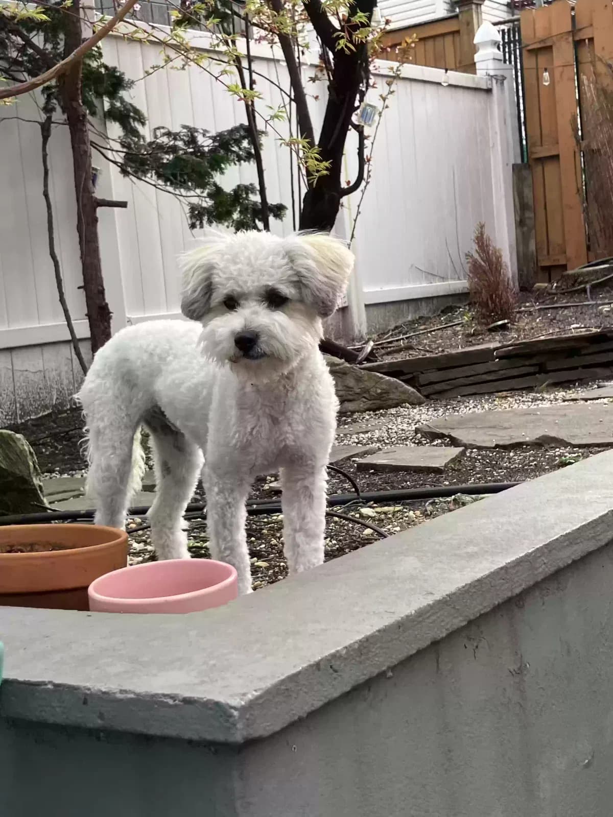 Rocket (aka Rocky), back home in New York