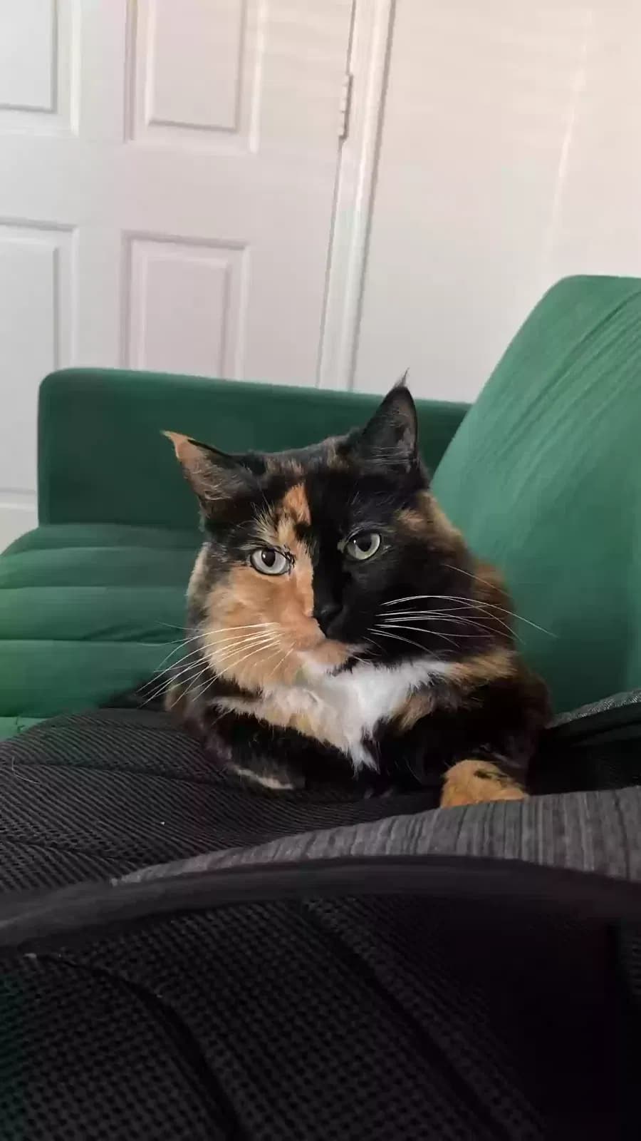 Valentina, back home in Arizona