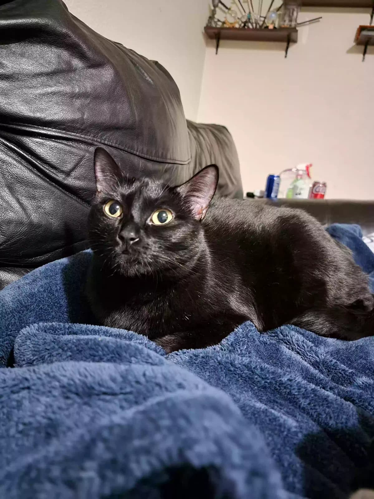 Baby Girl/Jerry, back home in California