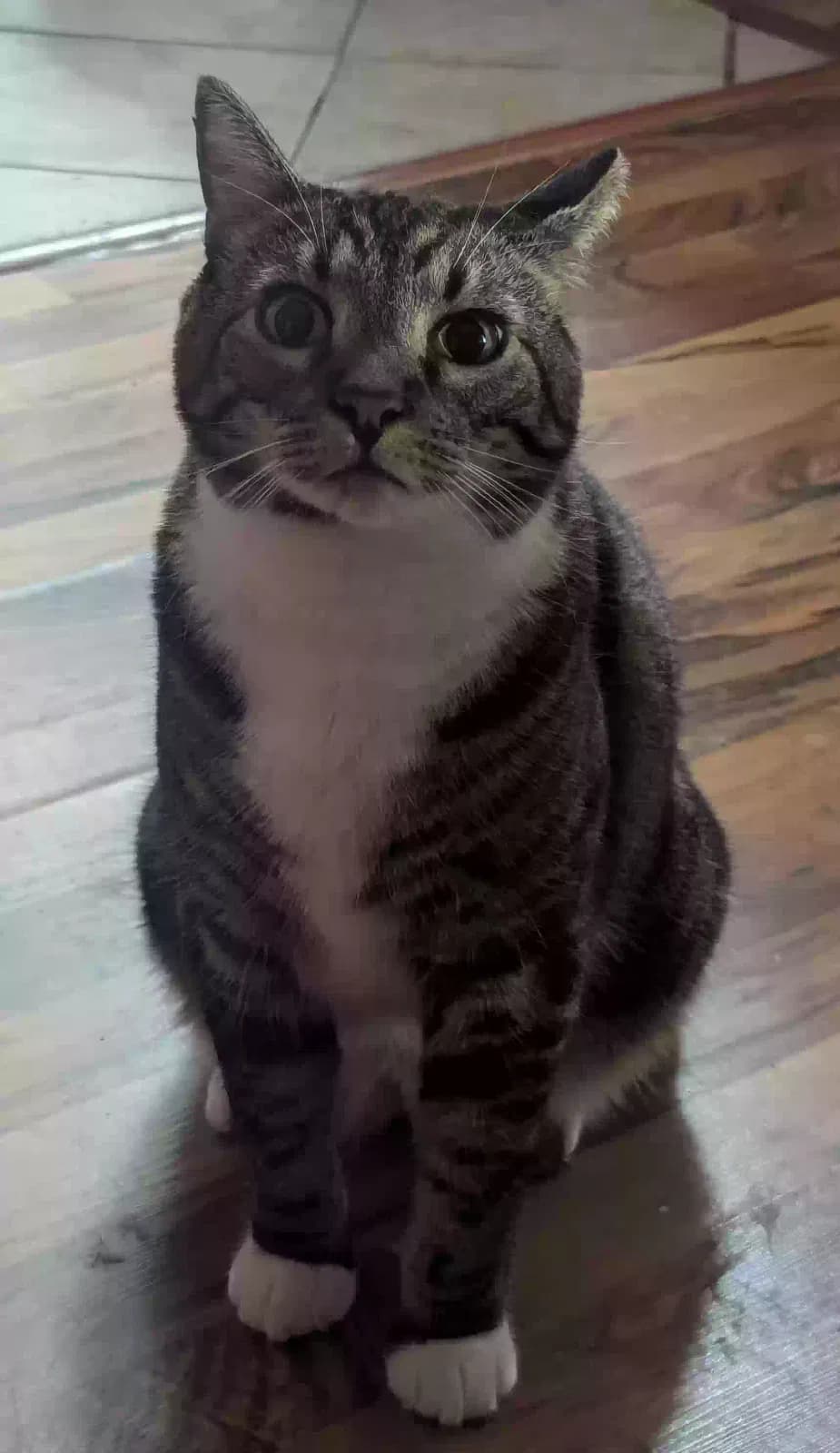 Jack Noodle, back home in California