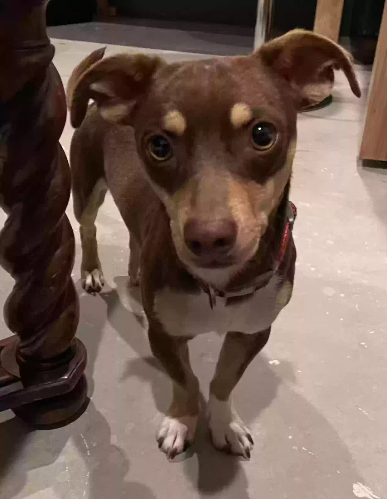 Apollo, back home in California