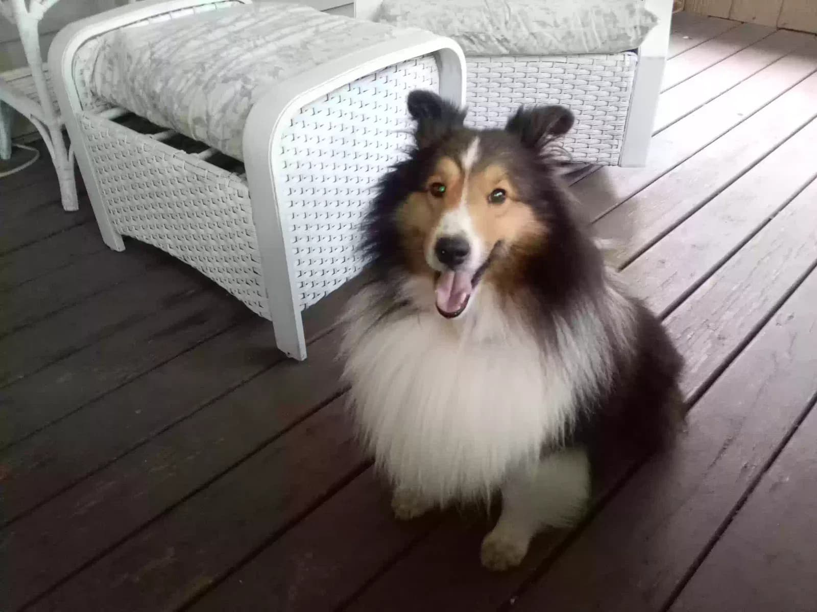 Beau, back home in Tennessee