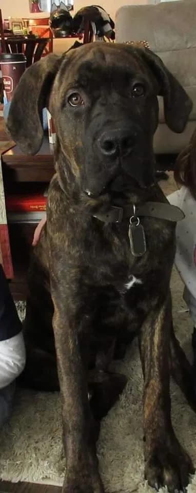 Roman, back home in Souderton PA