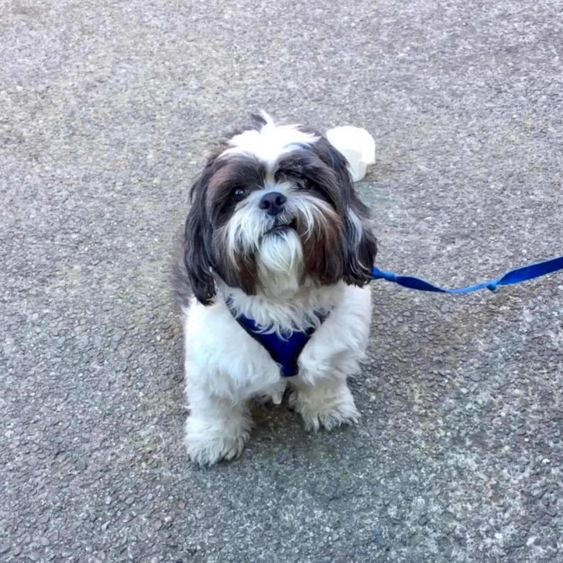Bentley, back home in Pleasanton  CA