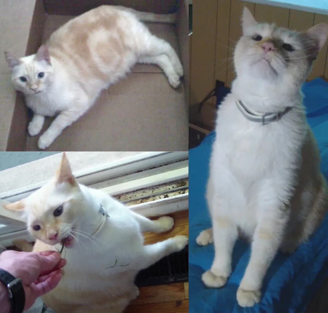 Raiko, back home in New Castle DE