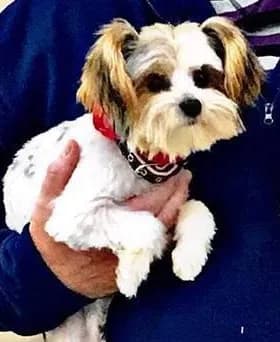 Matti, back home in Clover SC SC