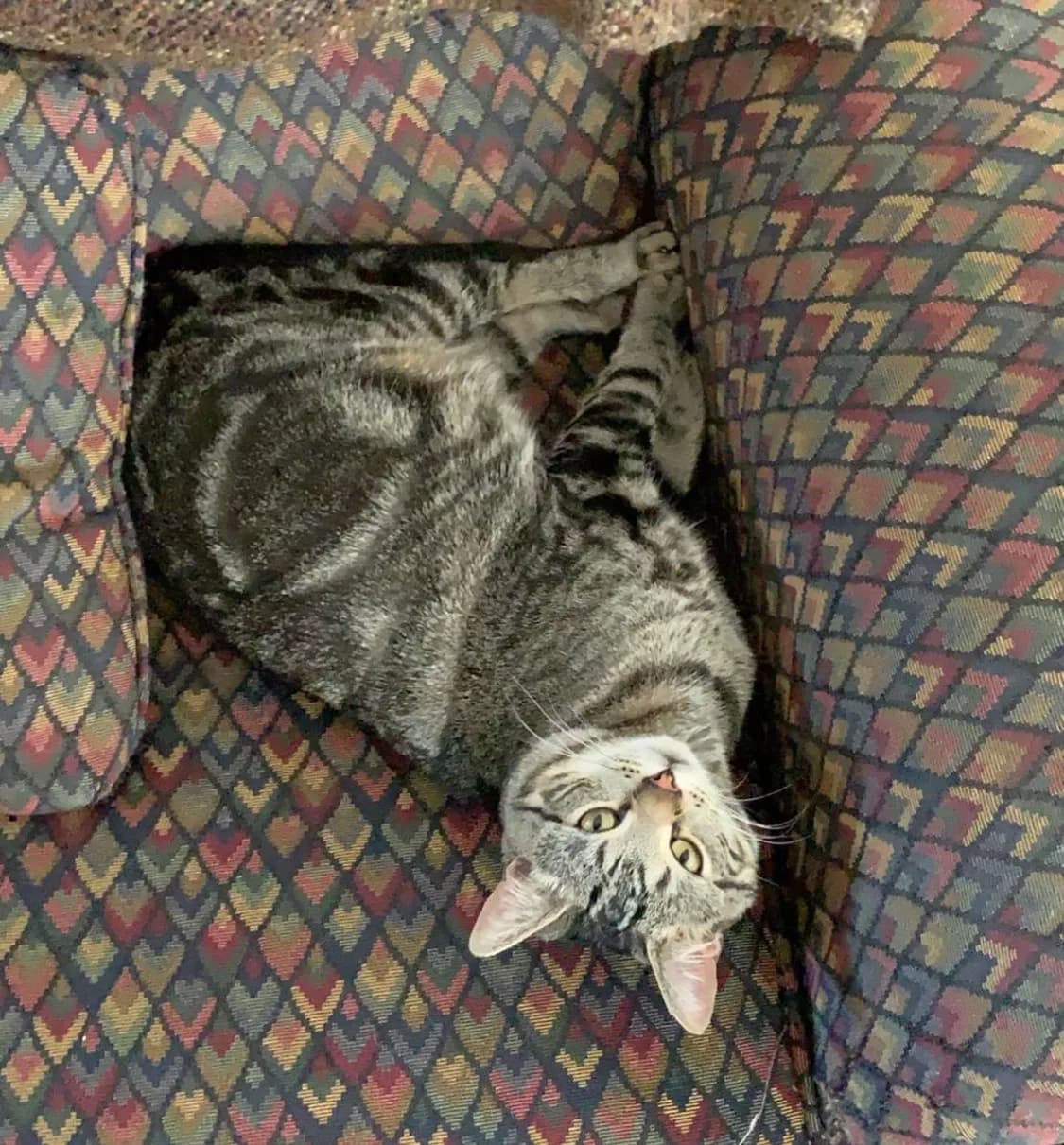 Theodore/Theo, back home in Nashua nh NH