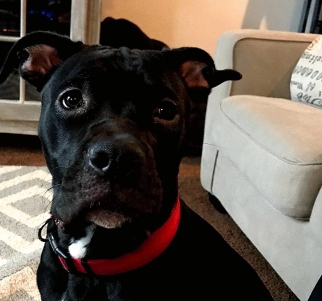 Harley, back home in Linthicum MD