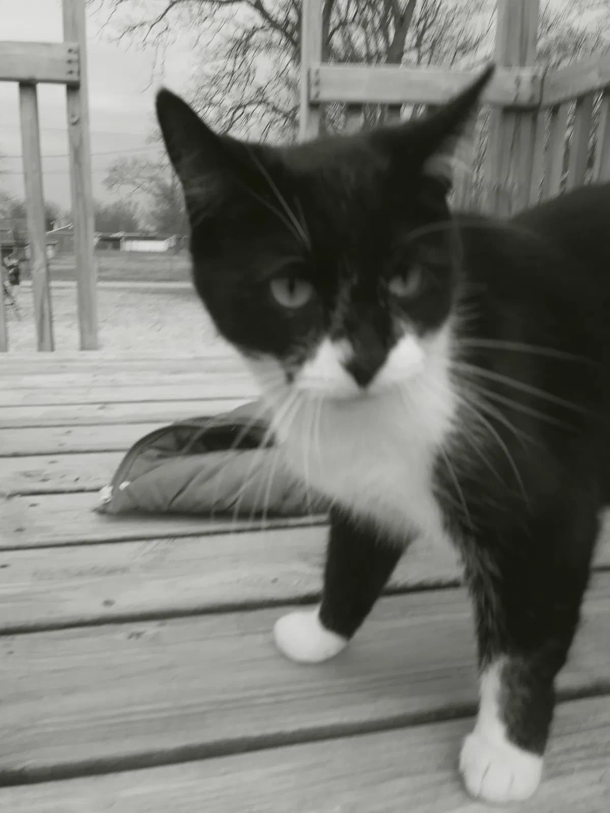 Archie, back home in Lima OH
