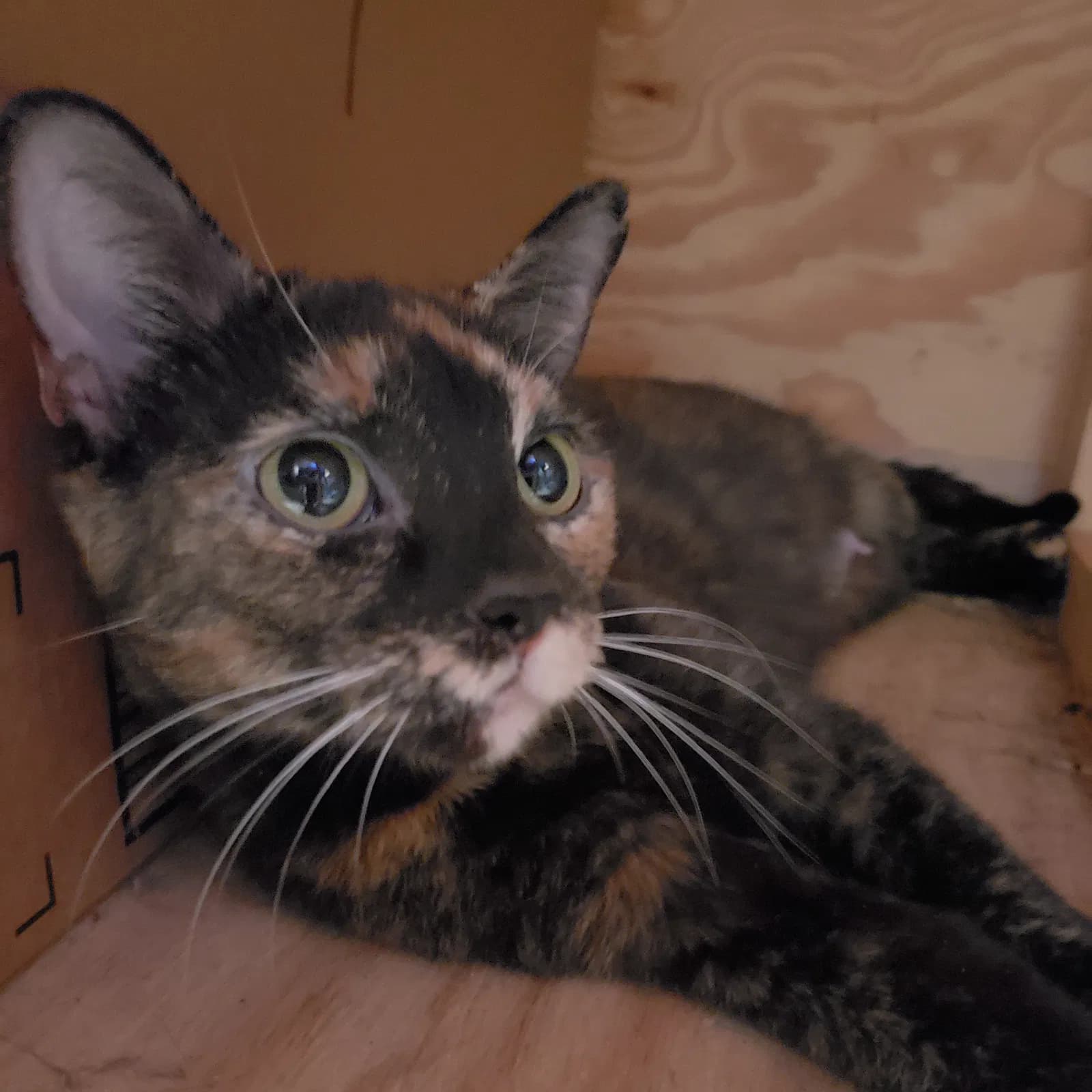 Calliope, back home in Greenwood IN