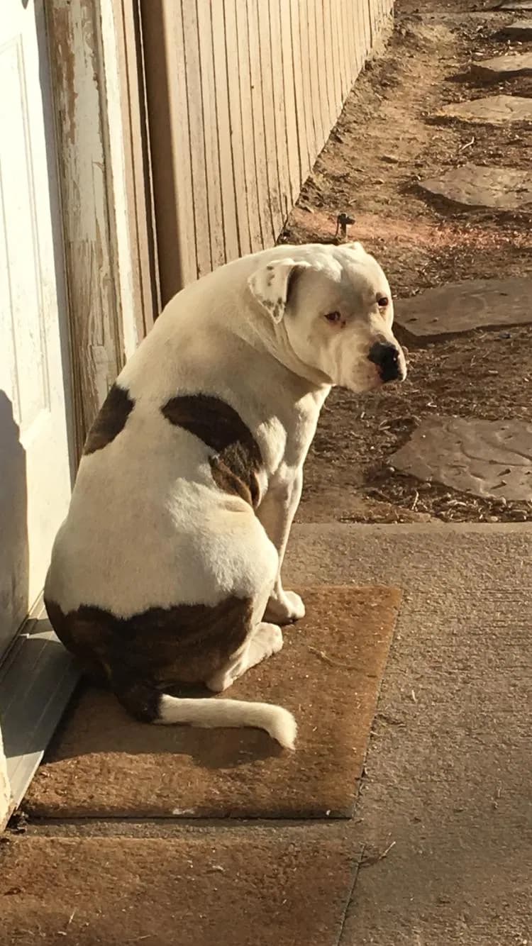 Diesel, back home in Manzanola CO