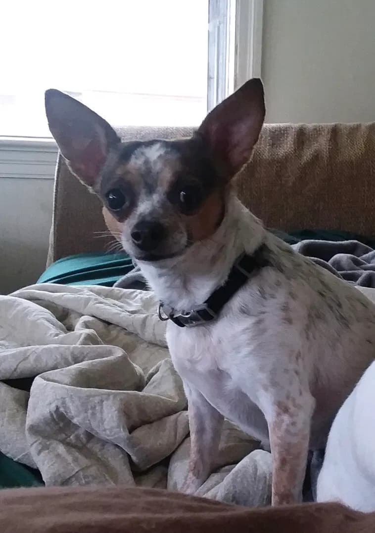 Saffie (Saffron), back home in Rogers AR AR
