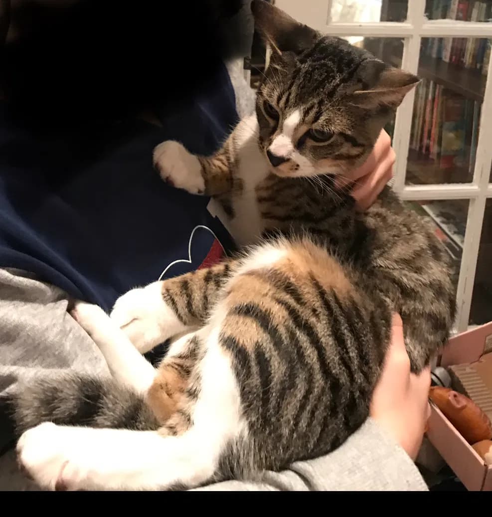 Hazelnut, back home in Elmwood Park NJ