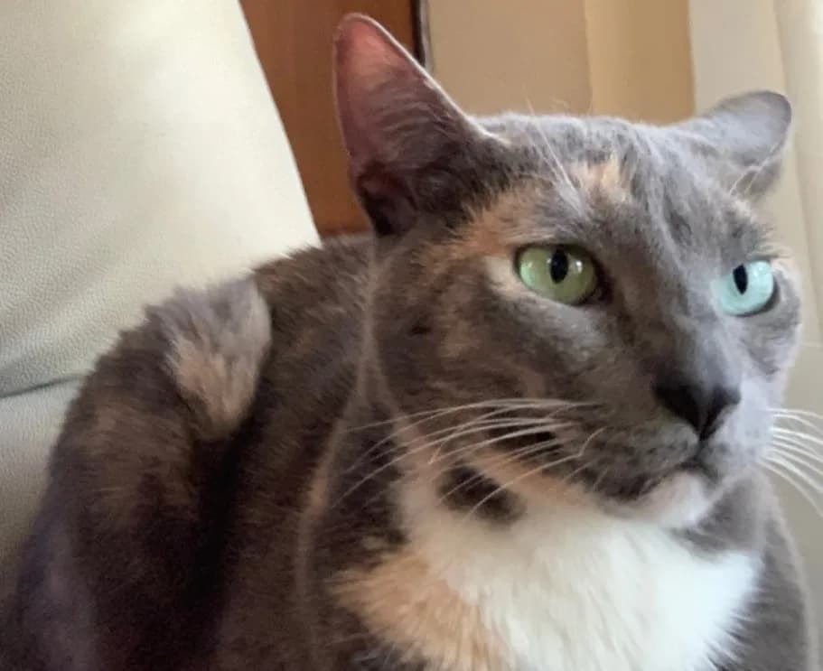 Mittens, back home in Aurora CO
