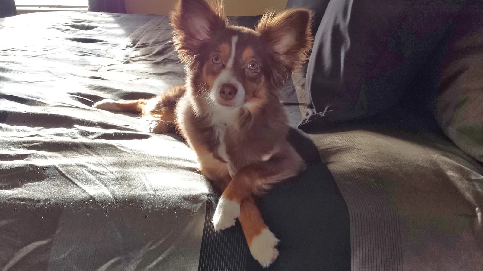 Ruca, back home in Weddington NC