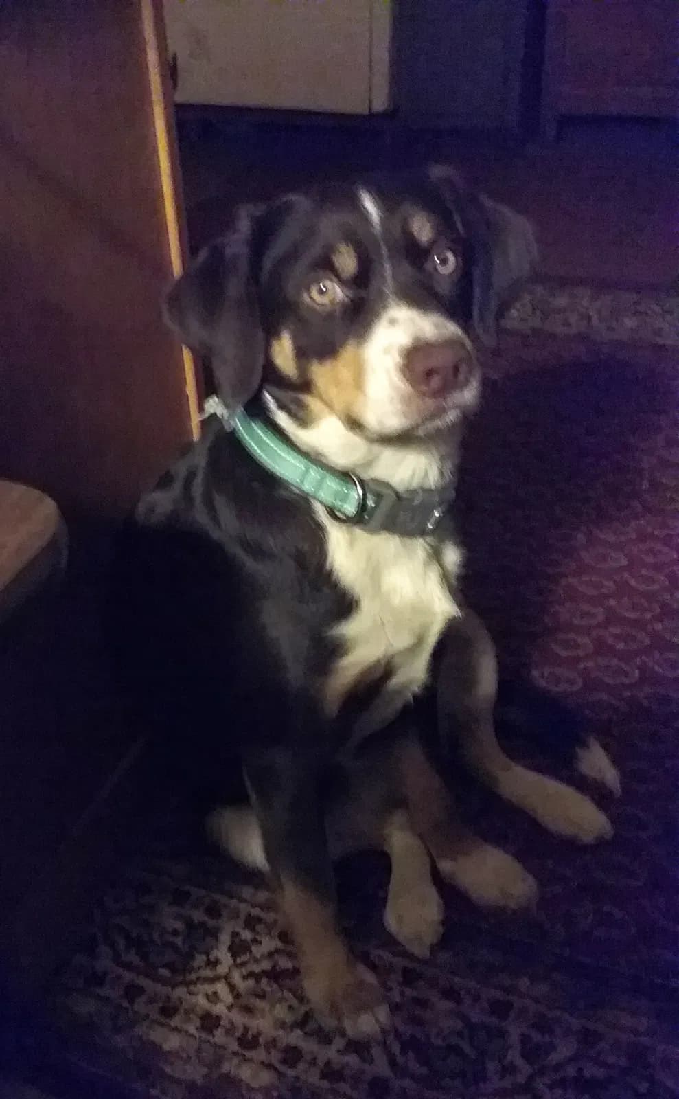 Chloie, back home in Bluffton (Rockford) IN