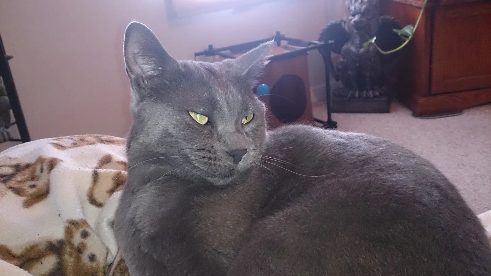 $200 REWARD Cato, back home in Cheyenne WY