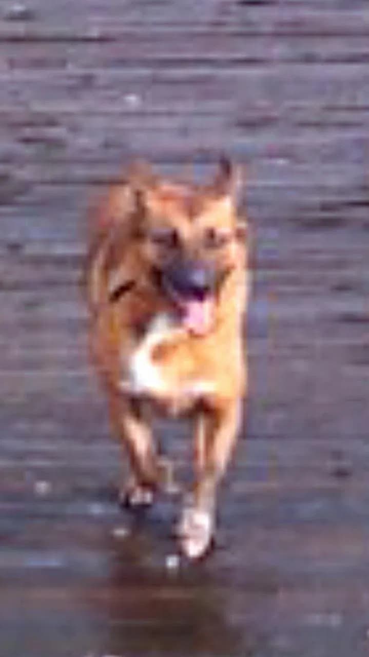 Sugar, back home in Tacoma WA