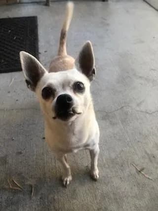 Peanut, back home in Fontana CA