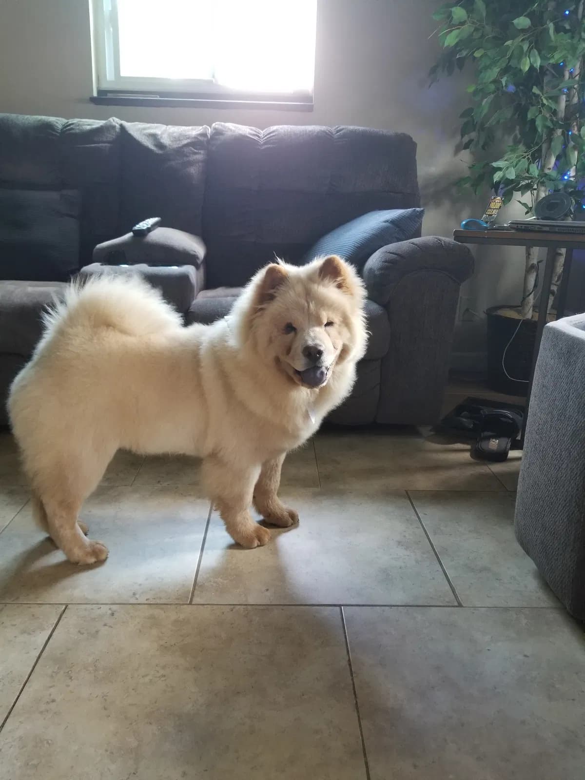 Takoda, back home in Latham NY