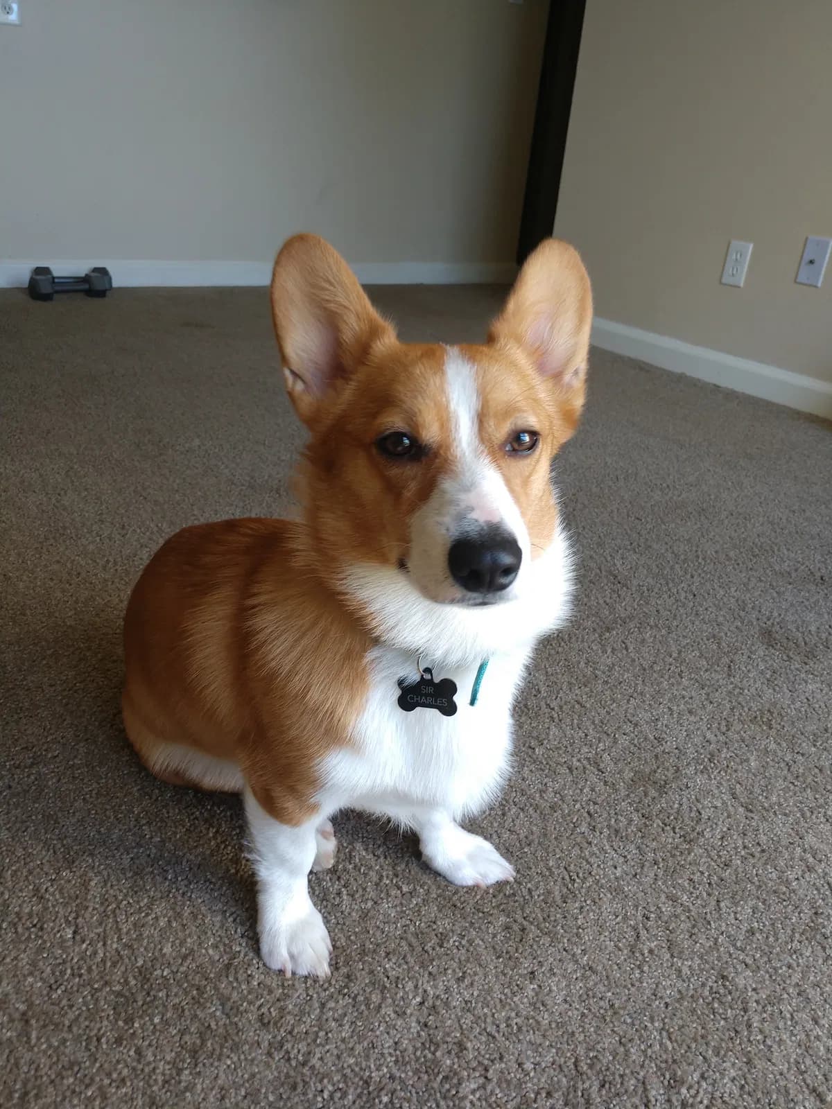 Sir Charles, back home in Colorado Springs CO