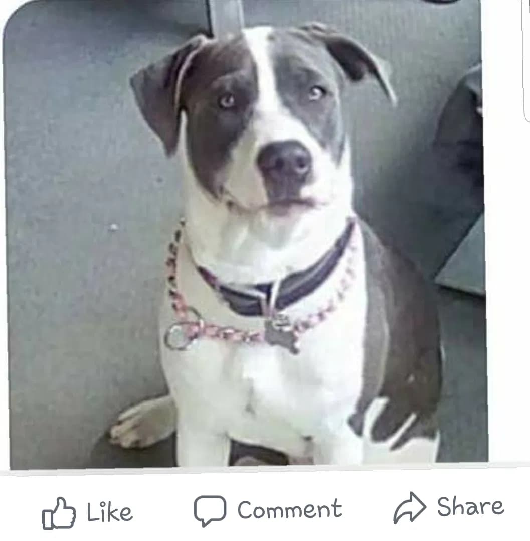 Willow, back home in Bristol VA