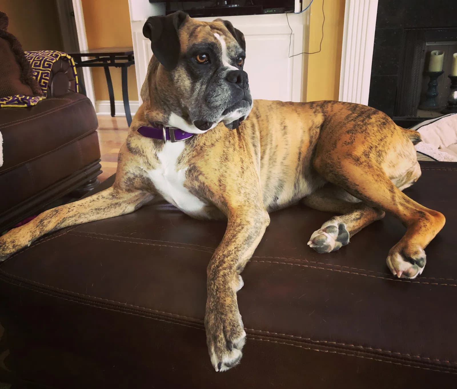 Sundae, back home in Prairieville LA