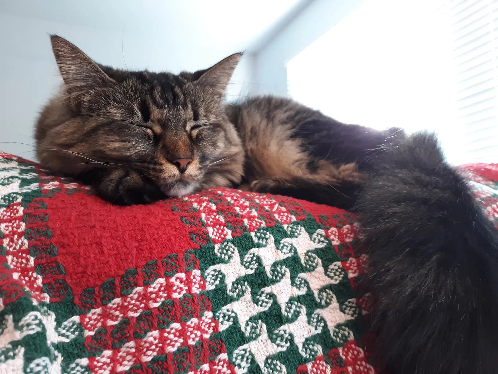 Kamela, back home in Illinois