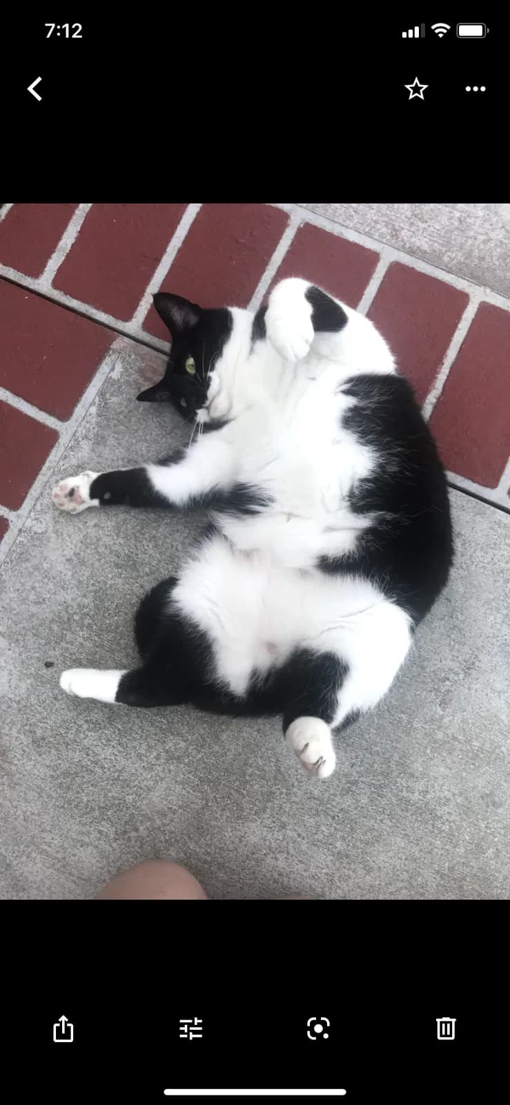 Oreo, back home in Ohio