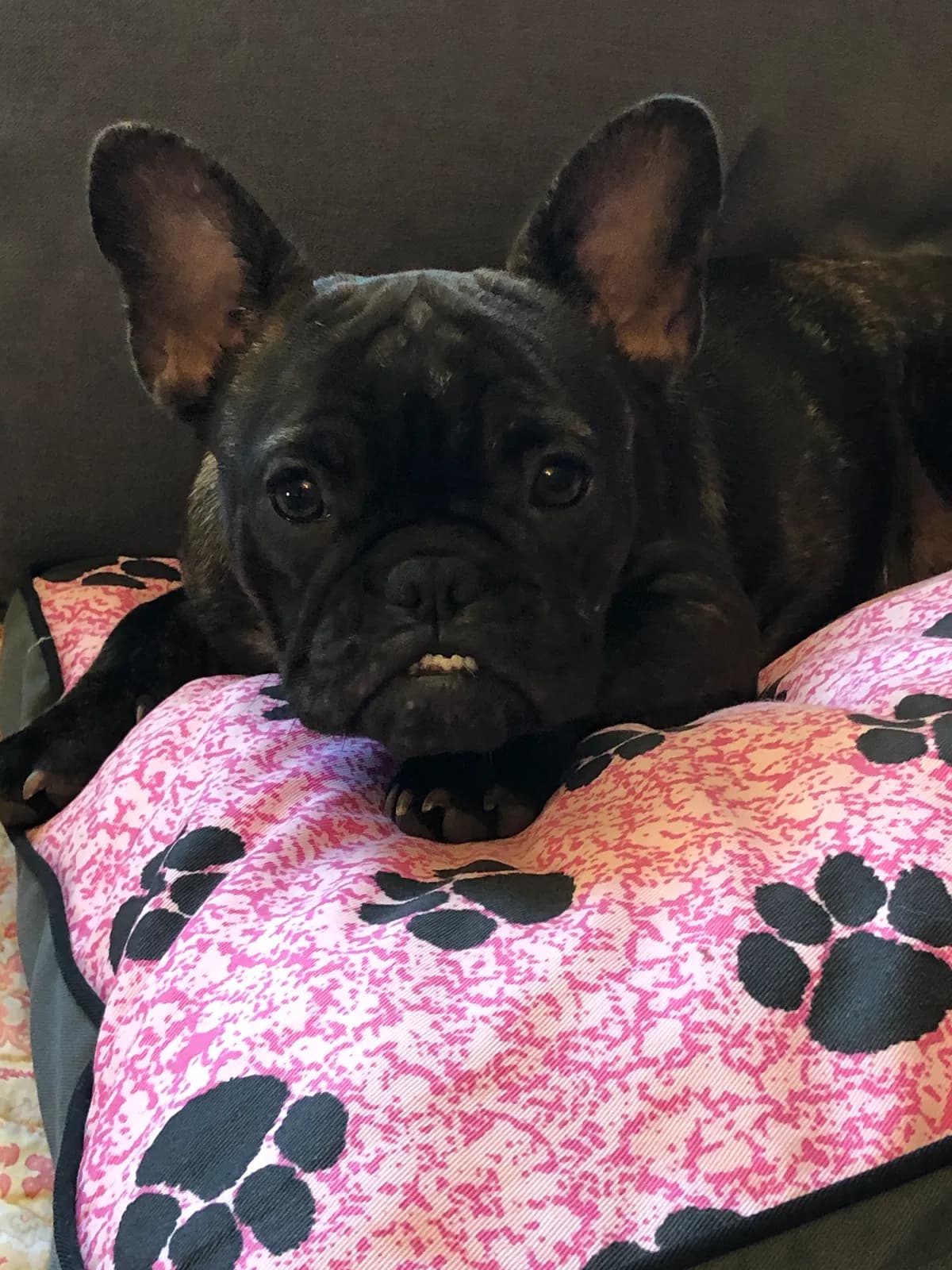 Moxie, back home in Minnesota