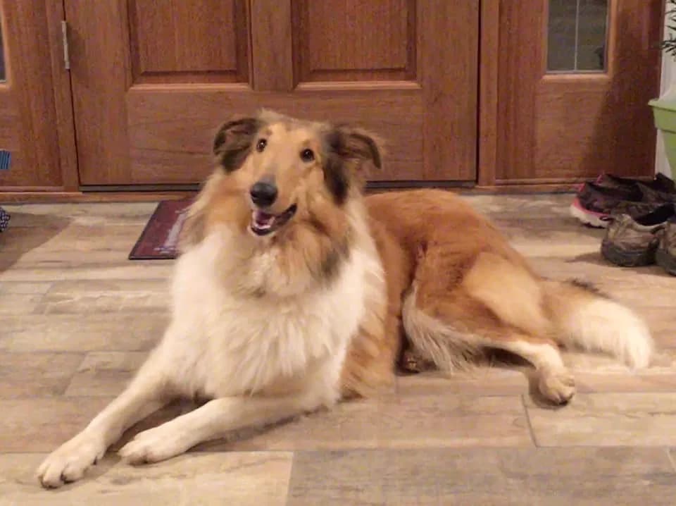 Rosie, back home in Louisiana