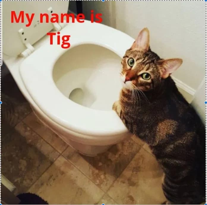Tig (Short for Tiger, back home in Maryland