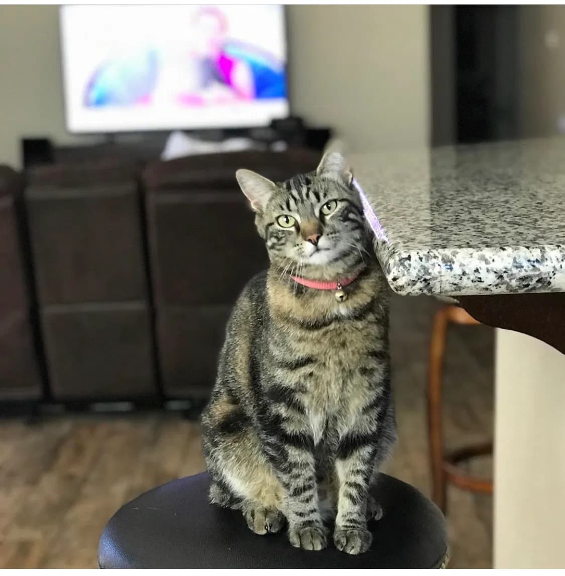 Rosie, back home in California